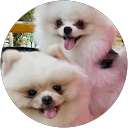 Carol Chan profile picture